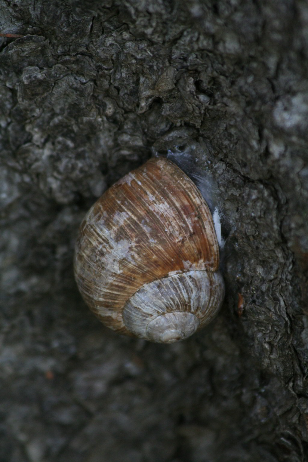 Helix pomatia